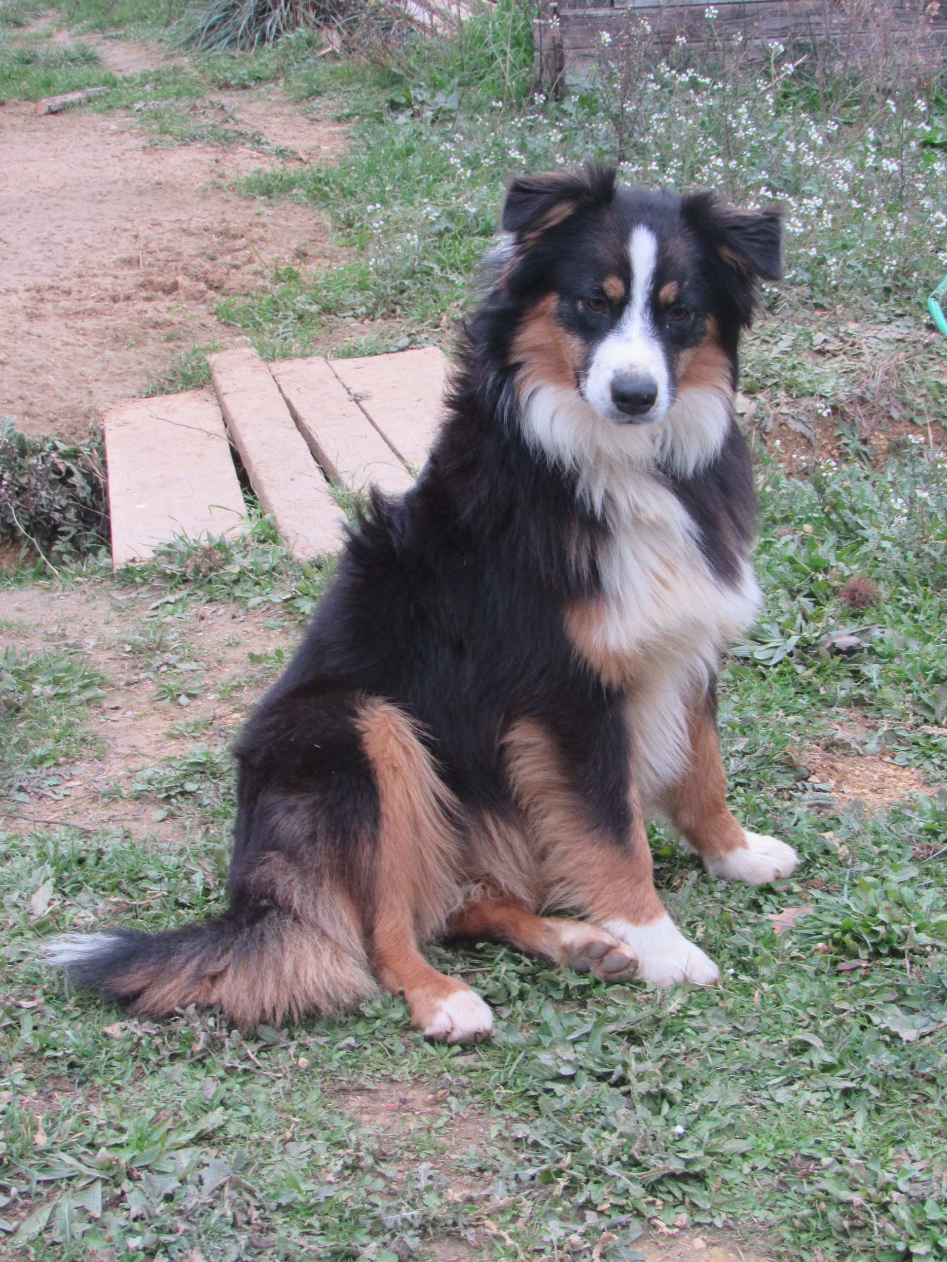 Molly du ballat de sistre (Sans Affixe)